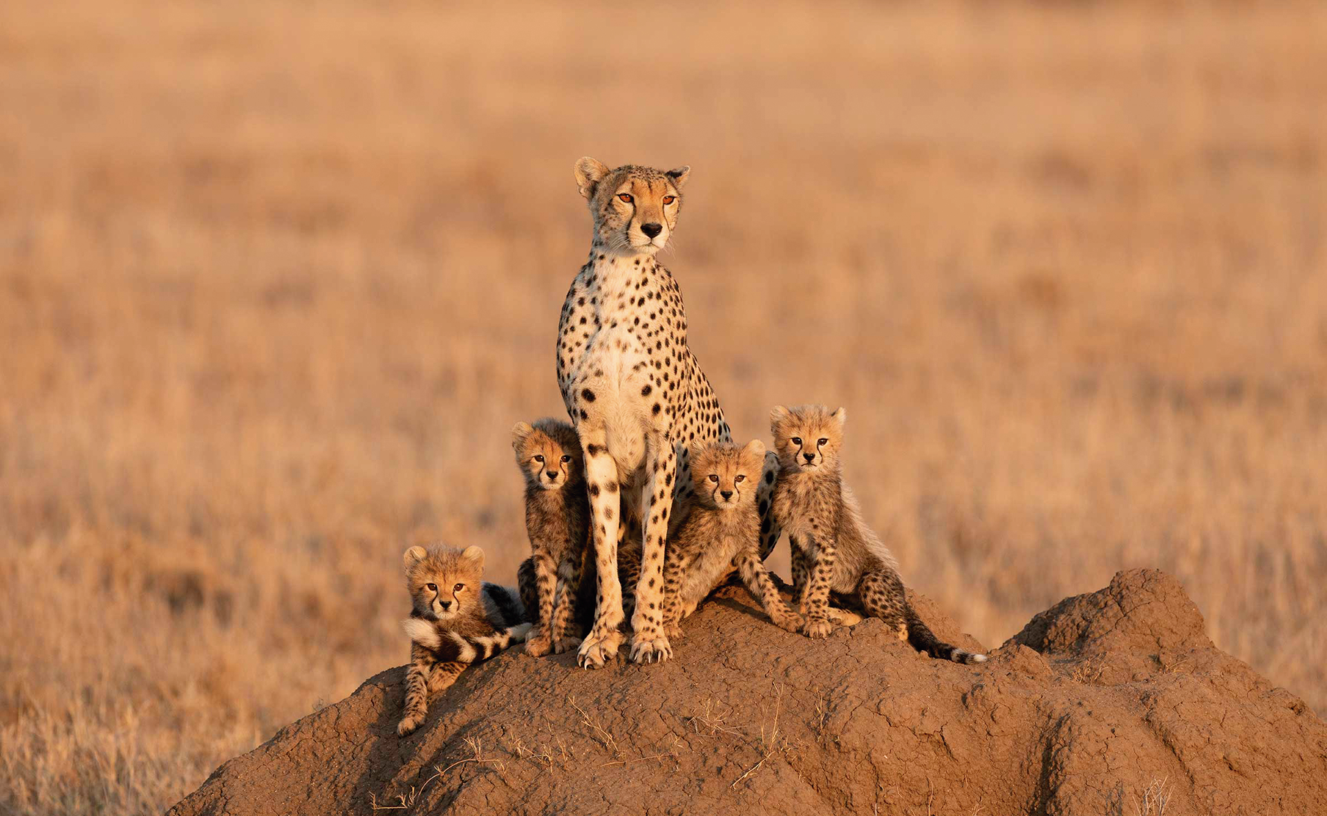 CIIC PR Welcomes NUBA Travel, Expanding Global Luxury Travel Portfolio
